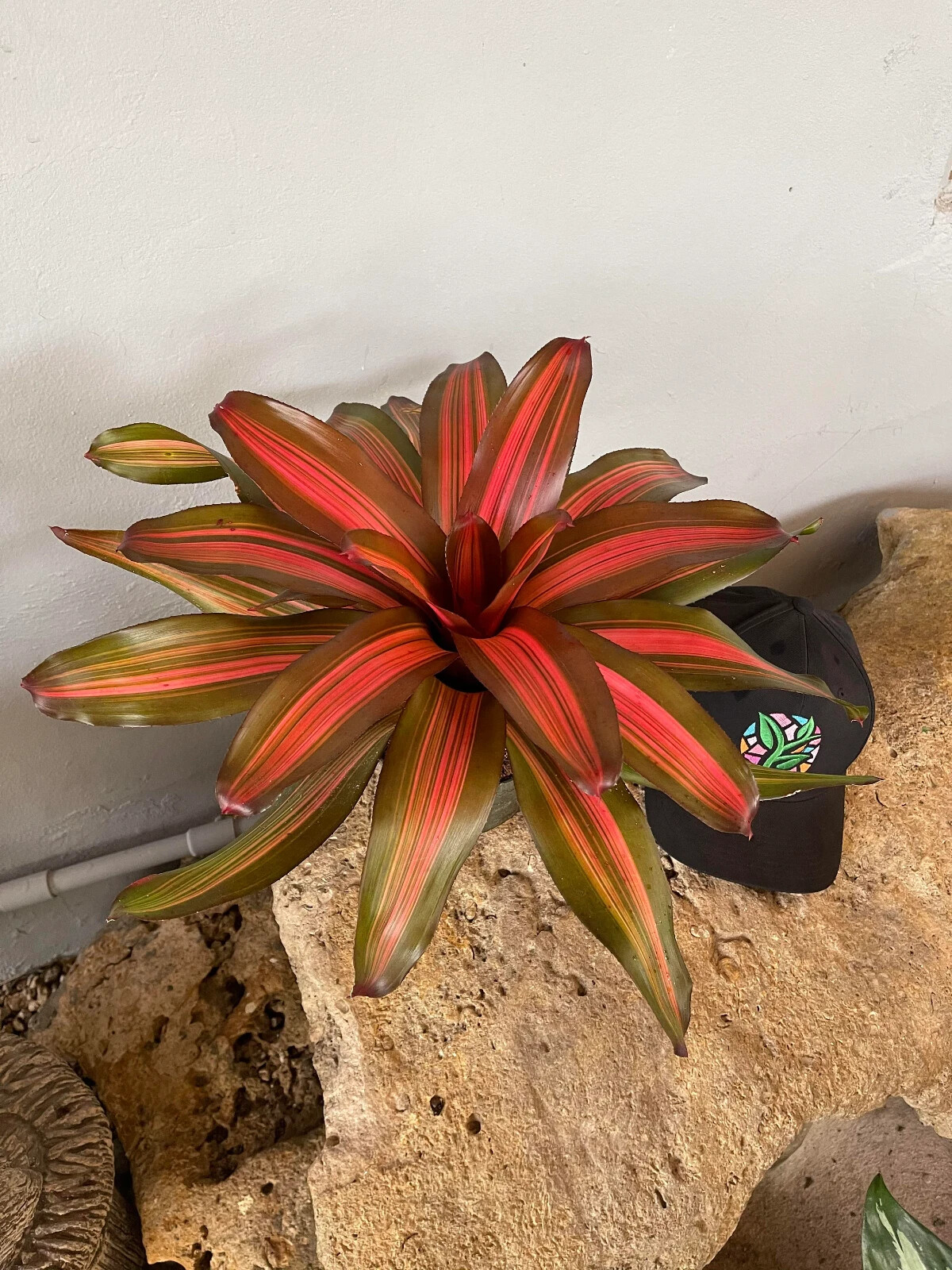 Bromeliad Neoregelia 'Fancy'