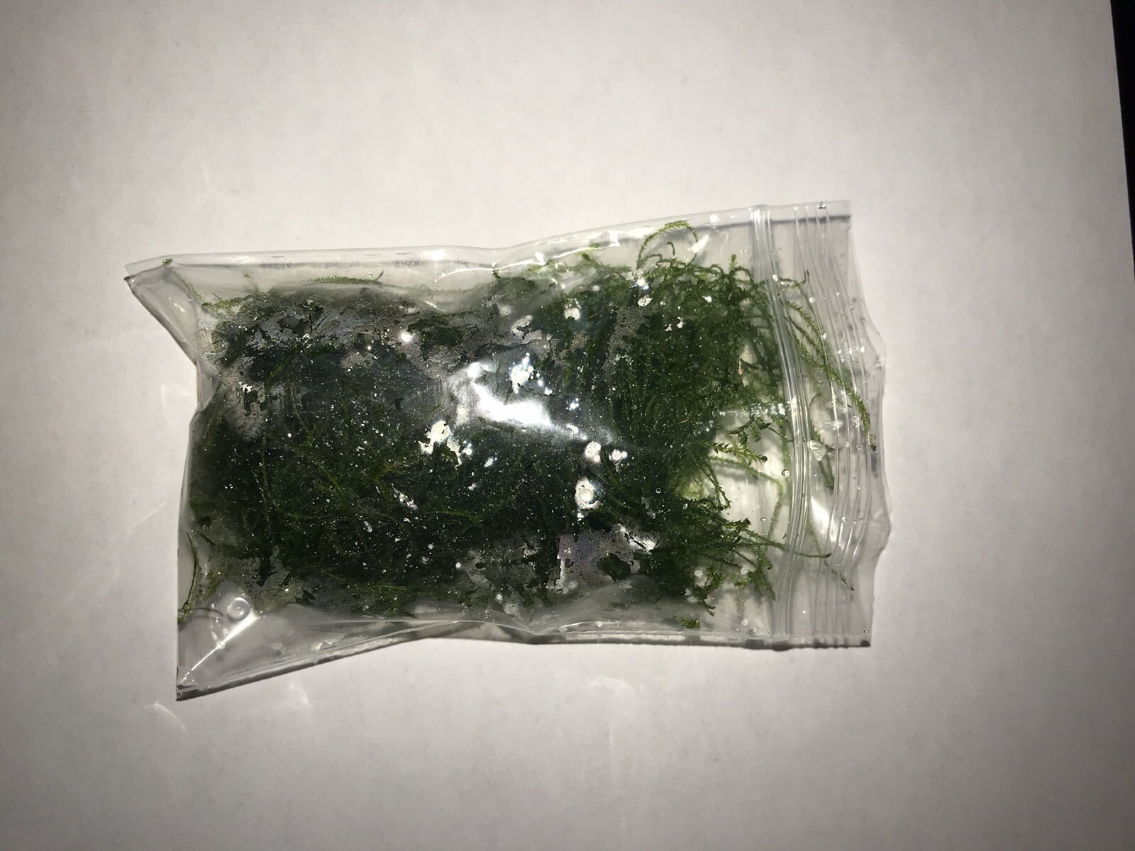 Java Moss - Super Easy Low Light Aquarium Live Plant, Premium Quality