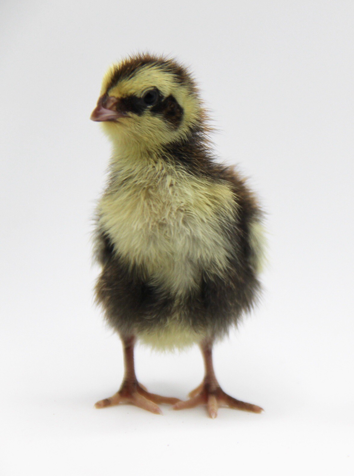 72 Coturnix Quail Hatching Eggs