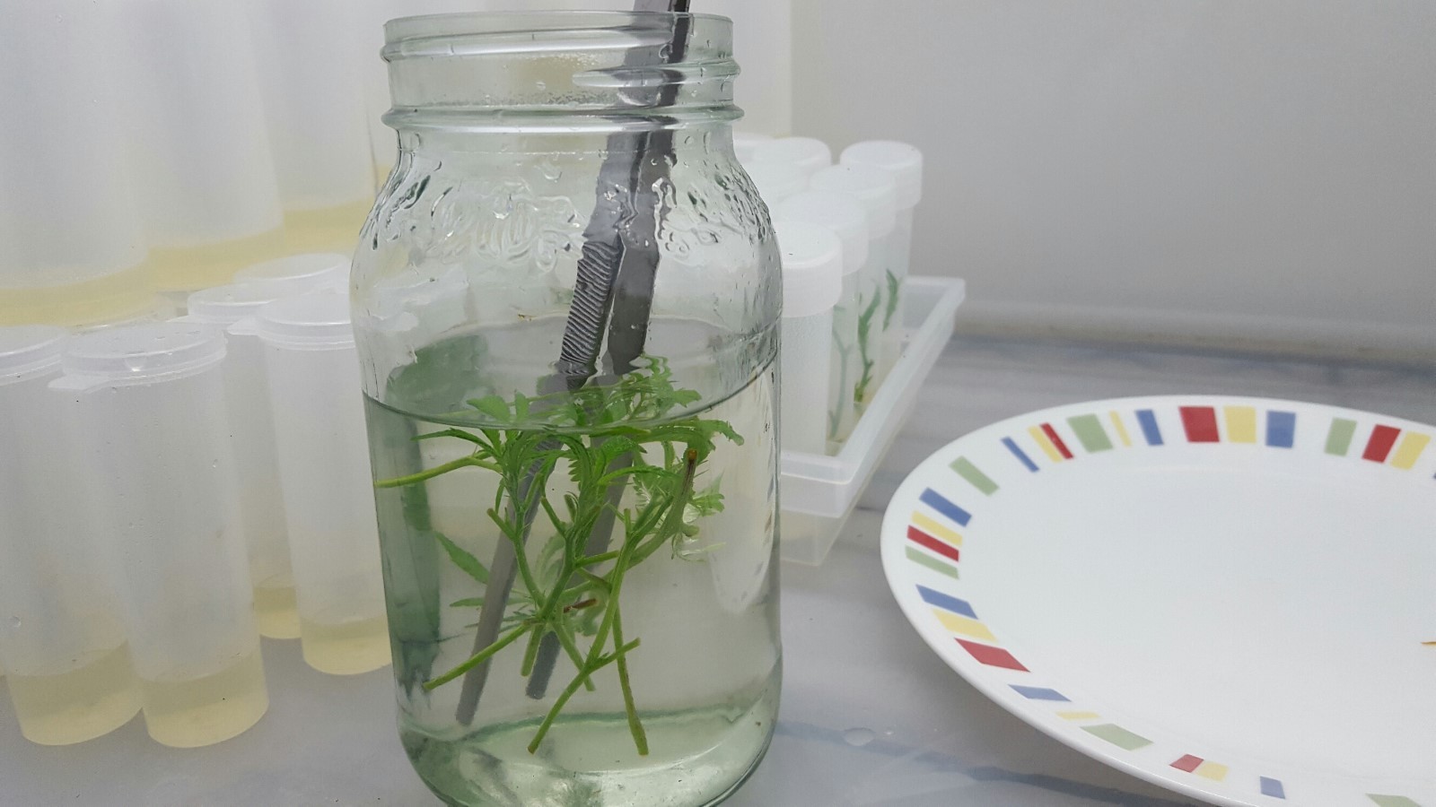Tissue Culture Starter Kit 108 Microclone Tubes Most Plants Include Cannabis