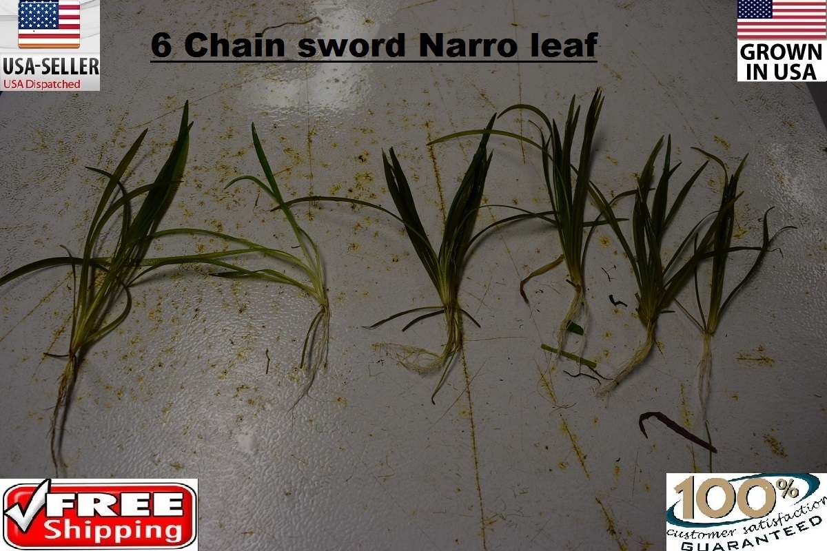 6 Chain sword narrow leaf plants Easy Aquarium pond aquascaping planted tank
