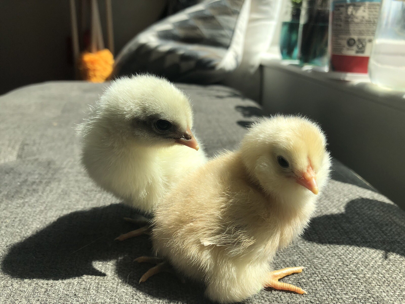 Hatching Eggs RAINBOW LAYERS / OLIVE EGGERS 10+2 NPIP Pure Breeds possible Dozen