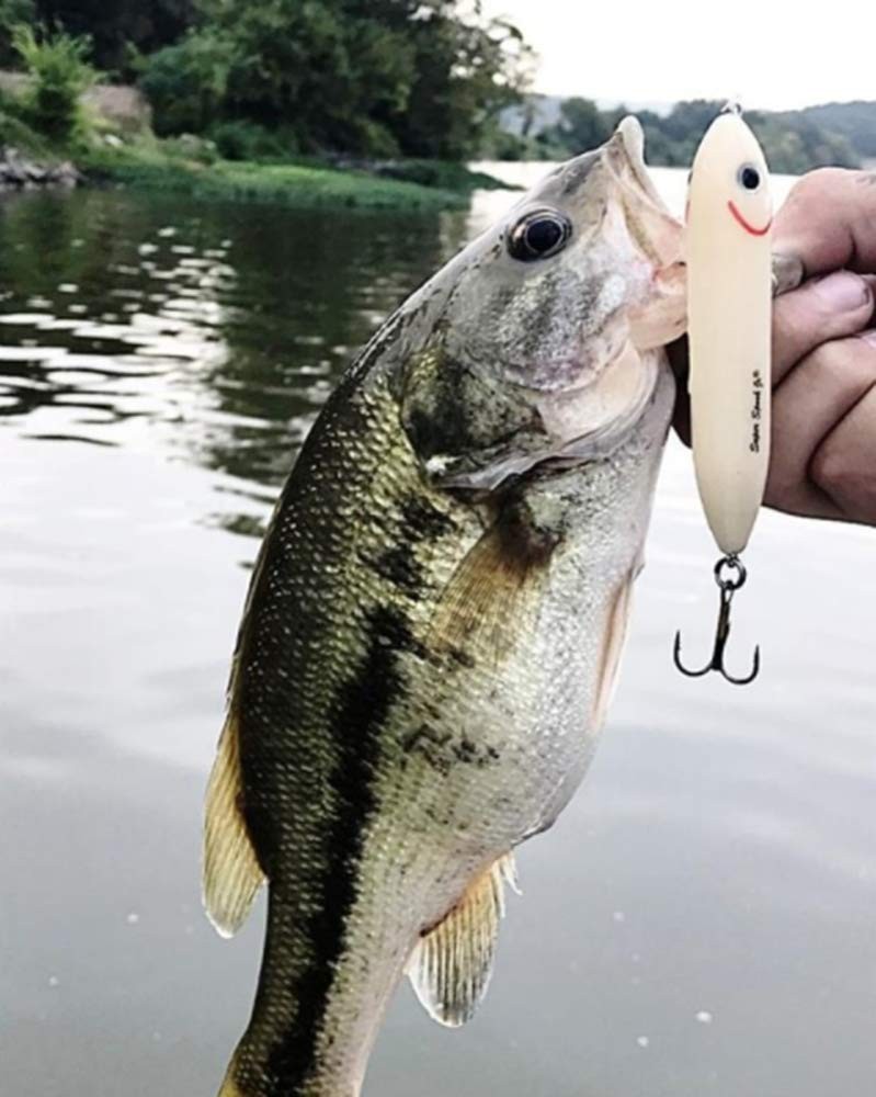 Heddon Super Spook Jr (1/2 Oz), Black/Chartreuse Gold Insert