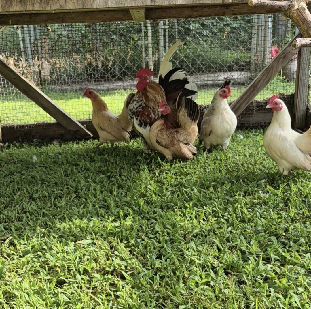 12+ Fertile Serama Hatching Eggs - Lots Of Color!
