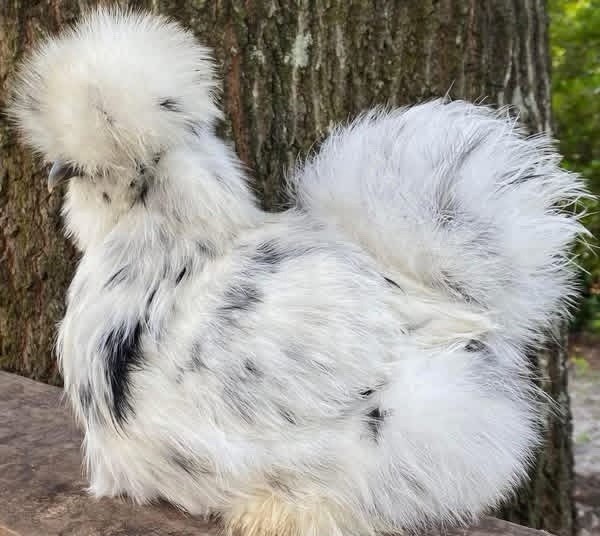 6+ Paint/white/black Silkie, Satin, Satin Frizzle & Frizzle Hatching Eggs