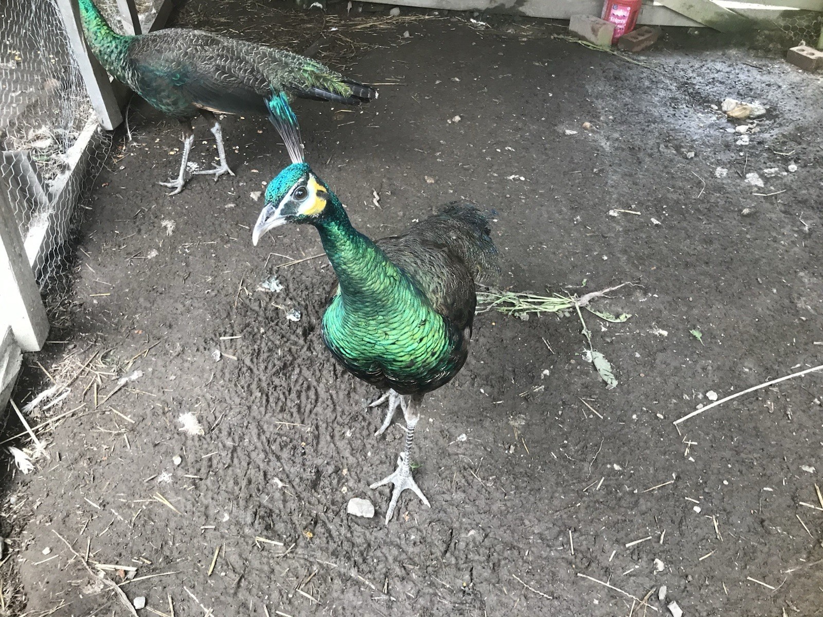 3 Java Green Purple Spaulding hatching eggs.