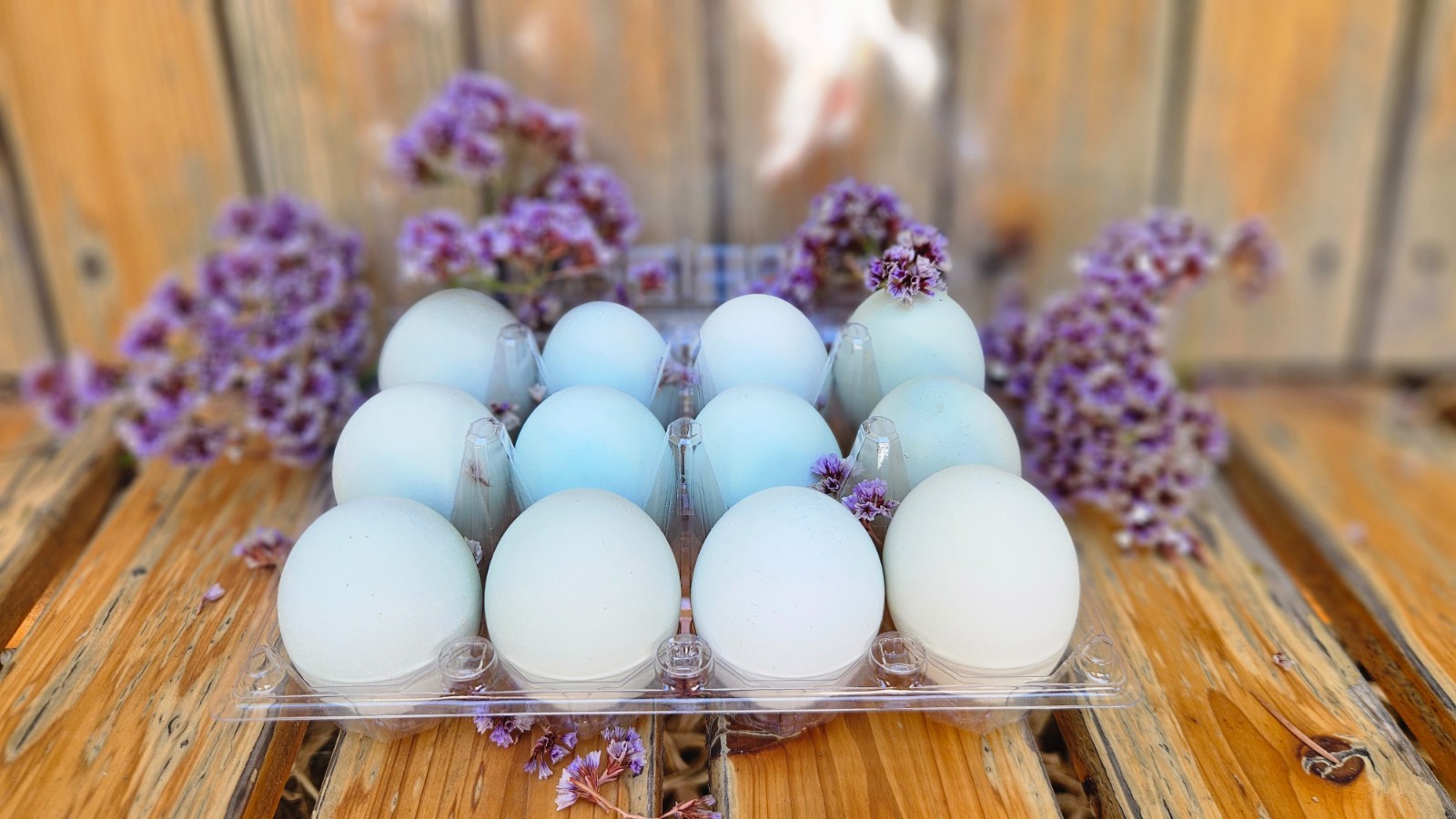 12+ NPIP Cream & Golden Crele Legbar Fertile Hatching Eggs