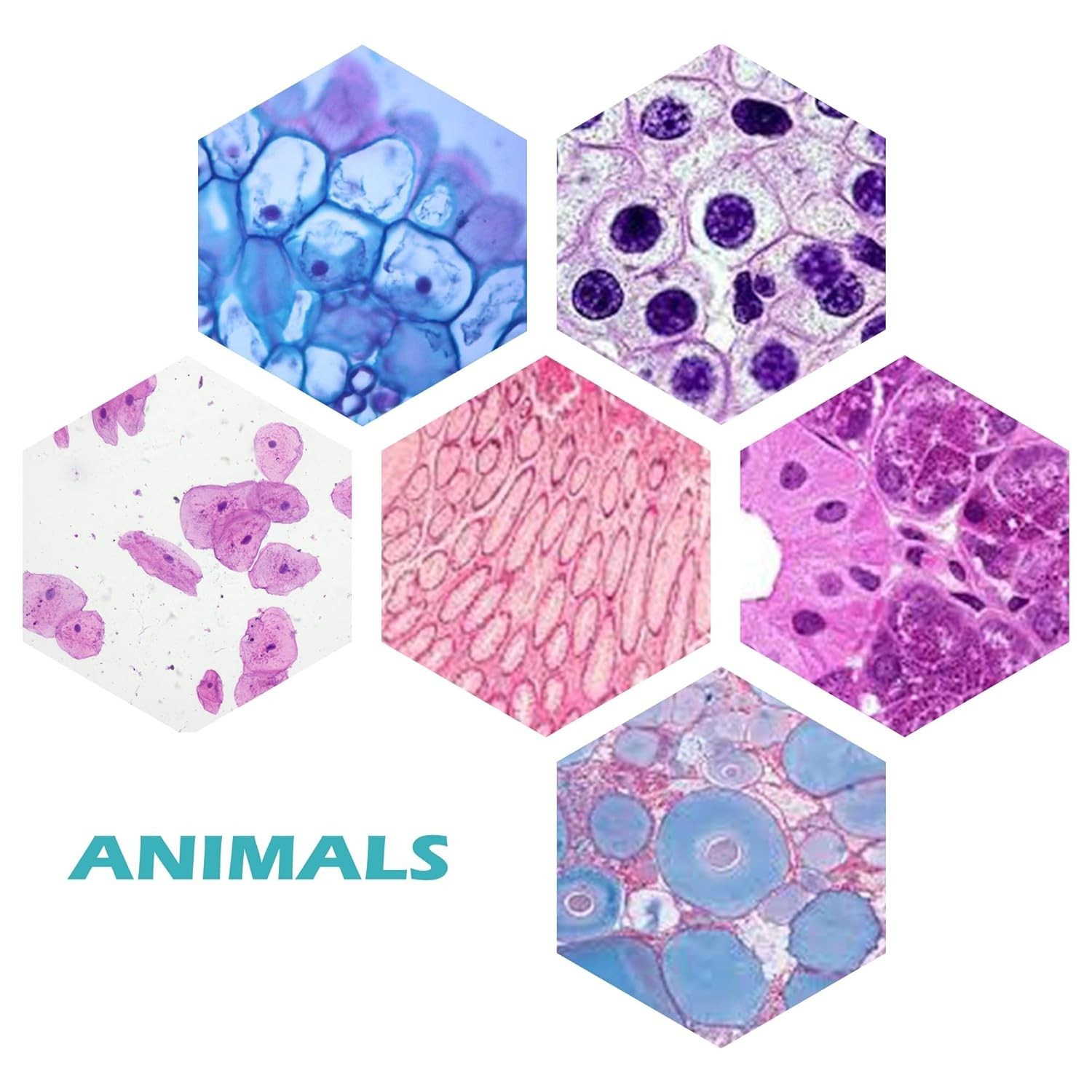 200 Microscope Slides Set with Labels