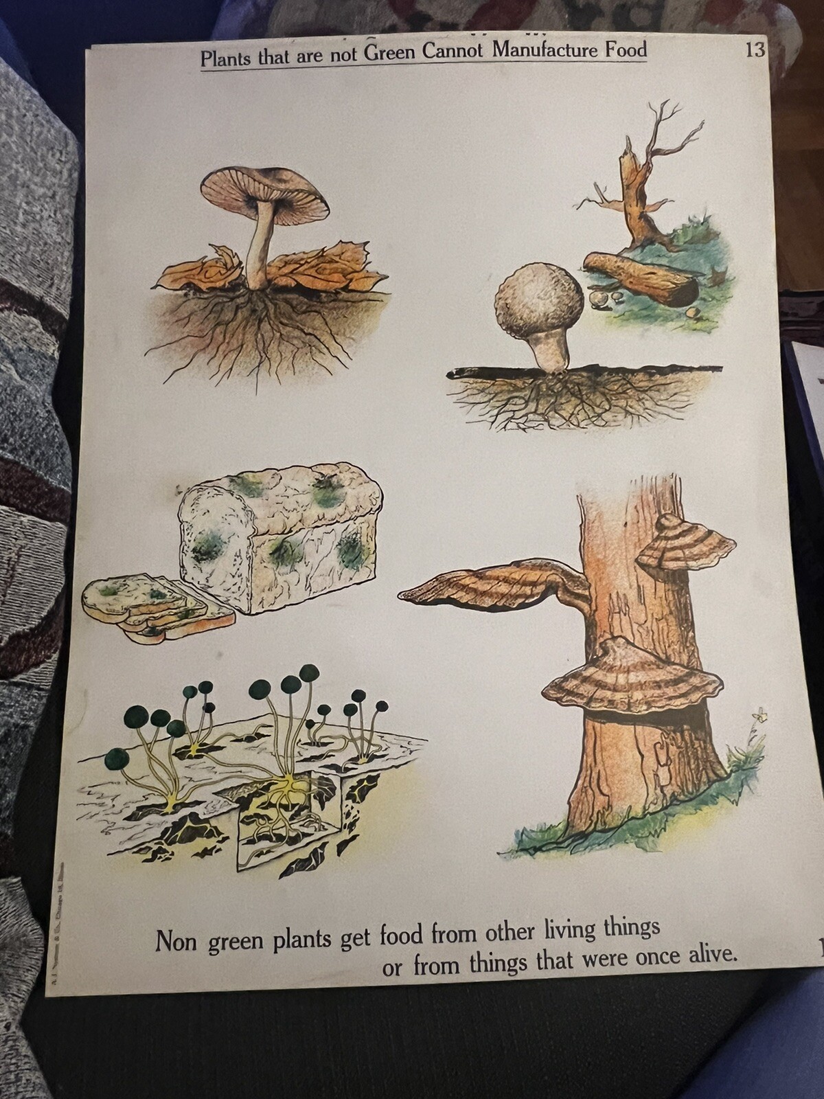 VINTAGE A.J. Nystrom Elementary science chart Plant Environment chart 24 x18.5