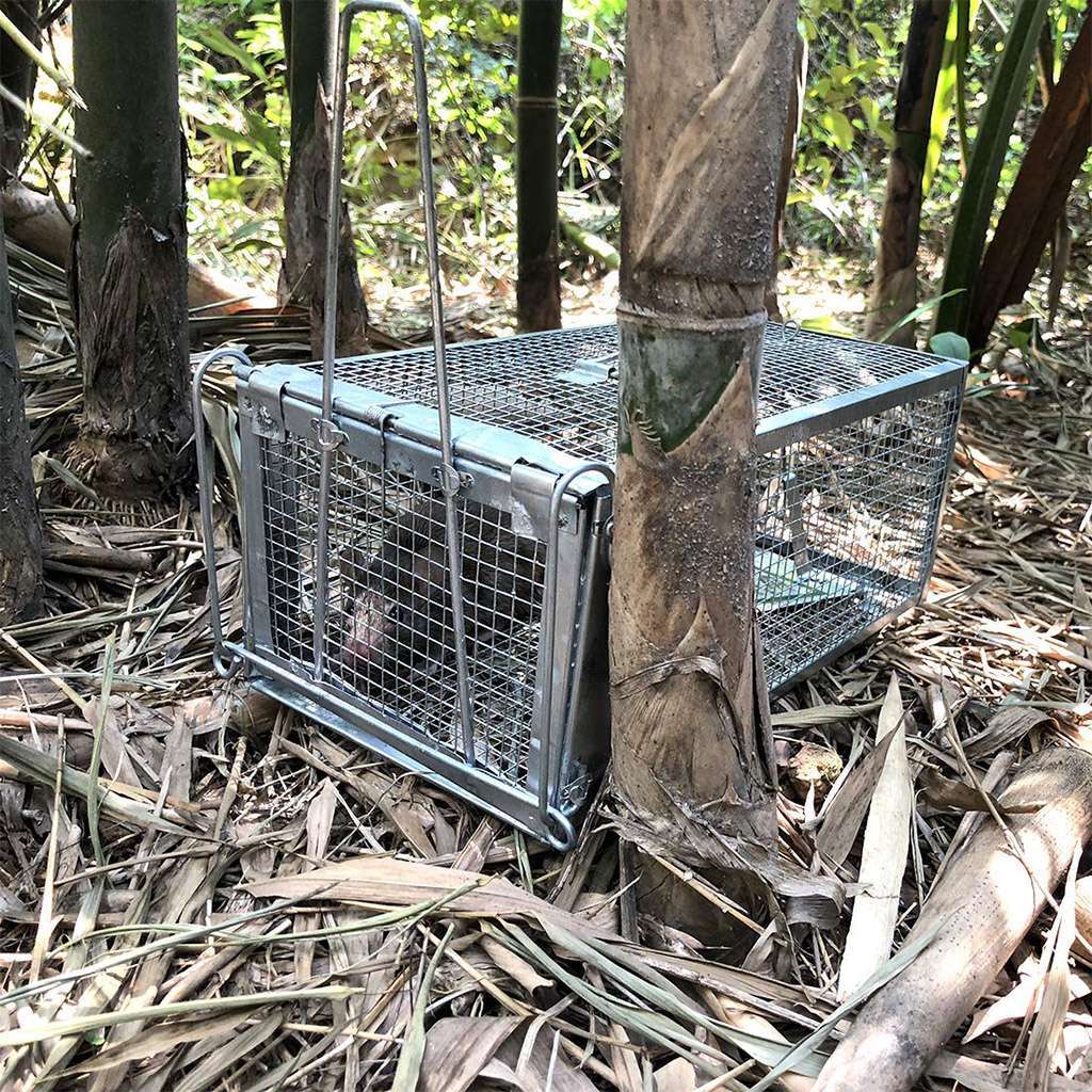 Humane Rat Trap Cage Small Live Animal Pest Rodent Mouse Control Catch Bait Trap