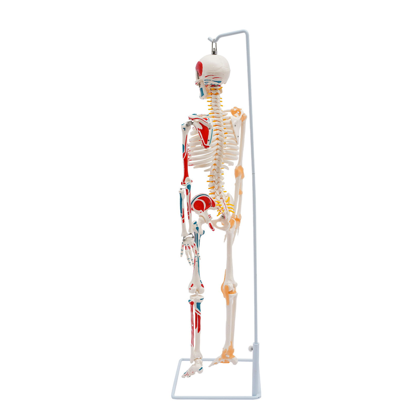 NEW 34" Modern Hanging Style Human Skeleton Model Includes Joint Ligaments White
