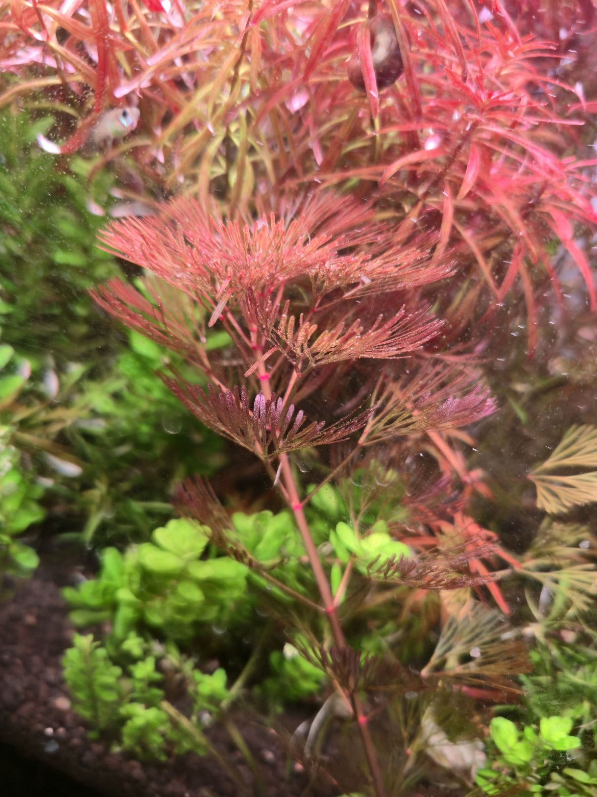 Purple Cabomba 5x Stems