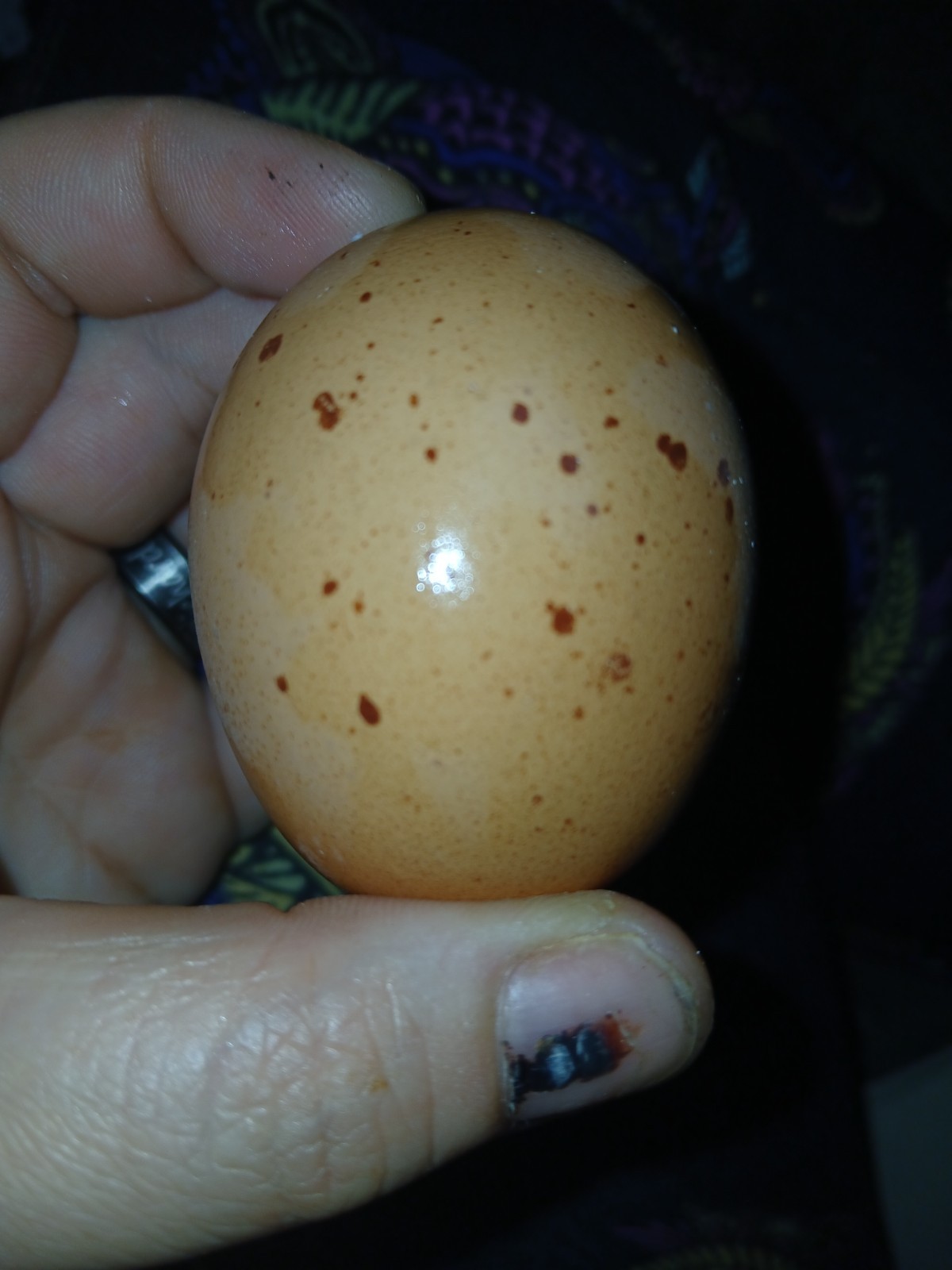F1 North American Pita Pinta hatching eggs.