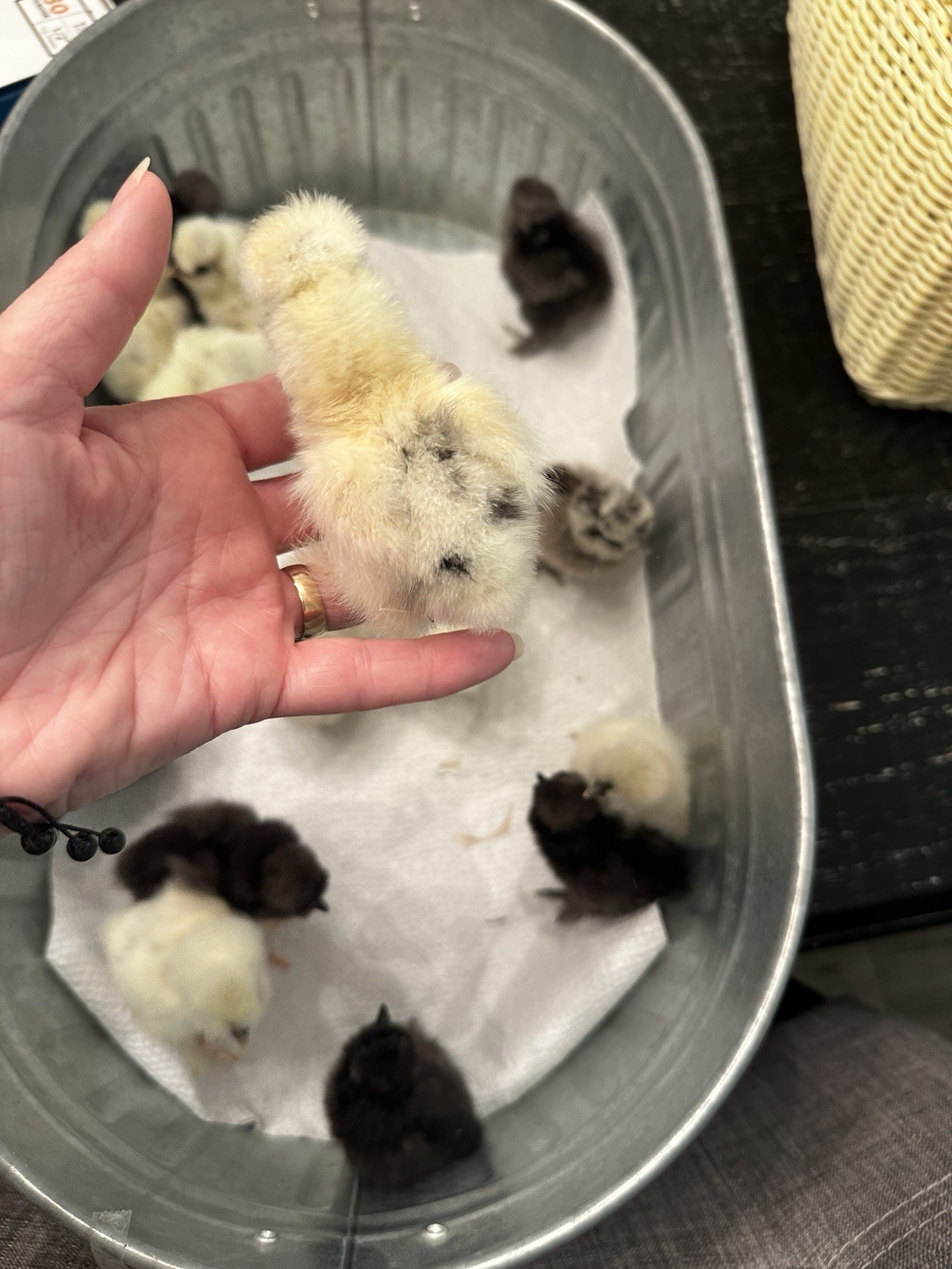 18-pack Fertile Silkie Hatching Eggs - Variety Pack