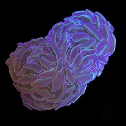 Aquacultured Marshall Island Hammer Coral (Euphyllia sp.) - ORA