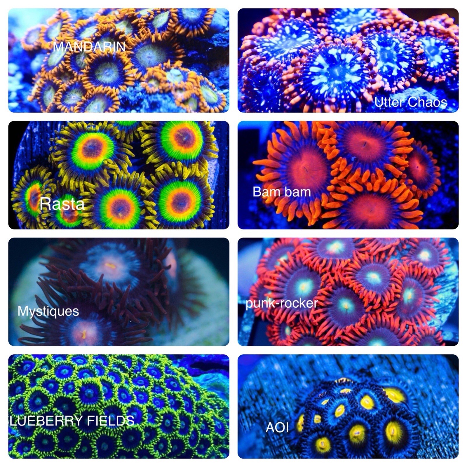 Coral Frag Pack 6, 8 Pack! Mixed  Soft Coral - Free Shipping!