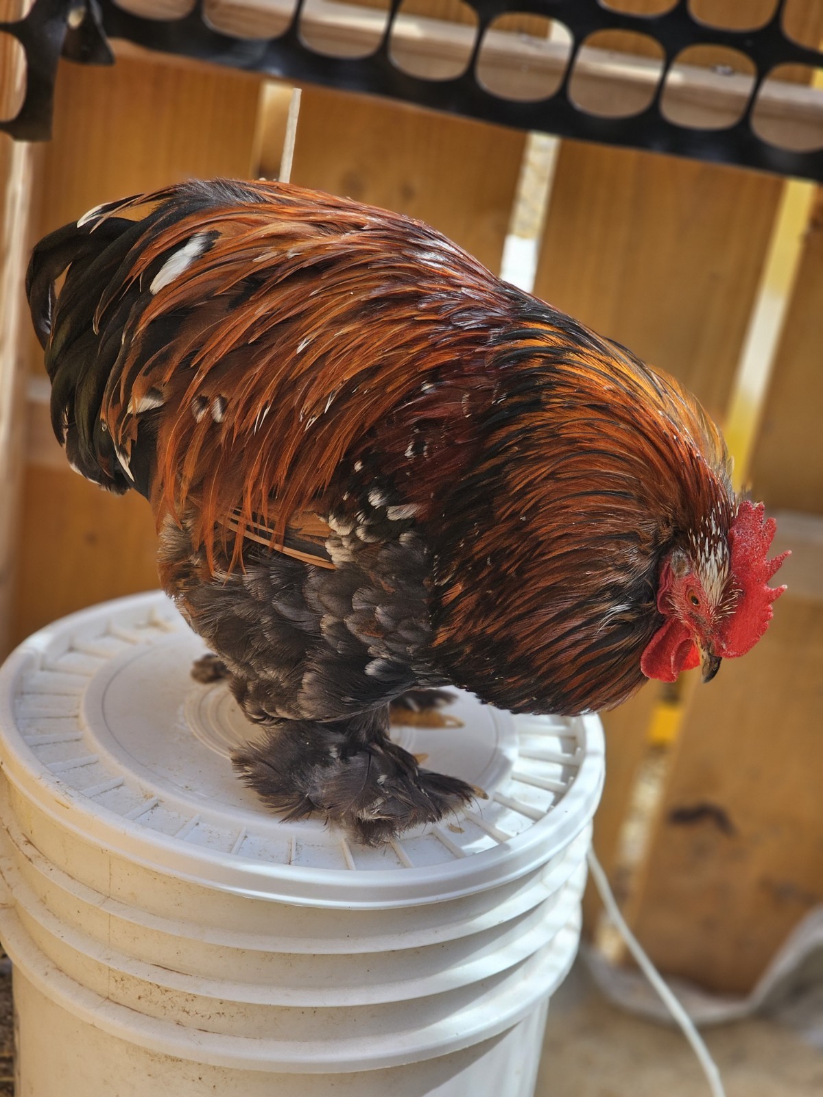 6++ Bantam Calico/mille Cochin Hatching Eggs NPIP/AI