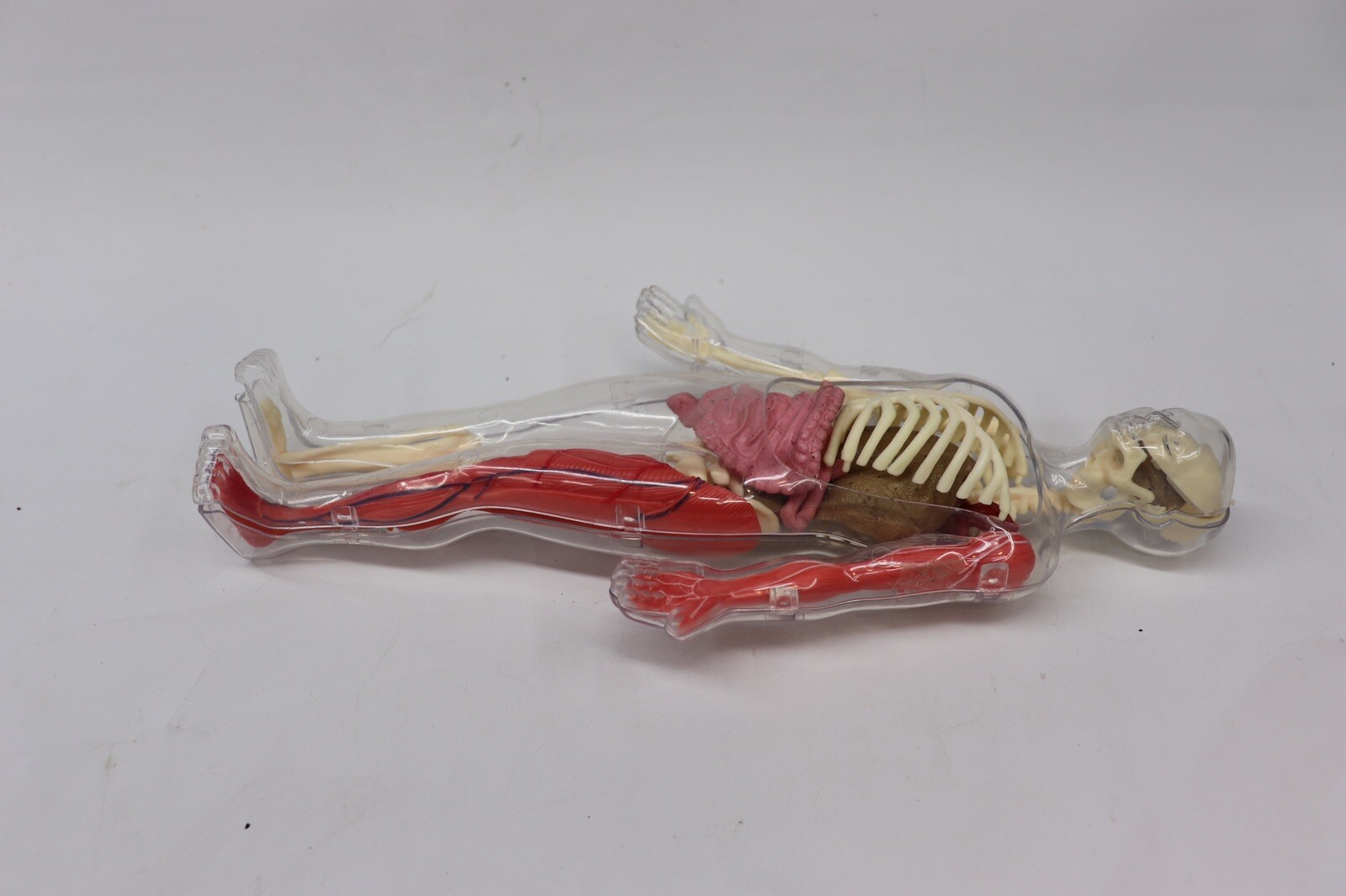 Human Body Educational Clear Plastic Anatomy Body 13" Tall Parts