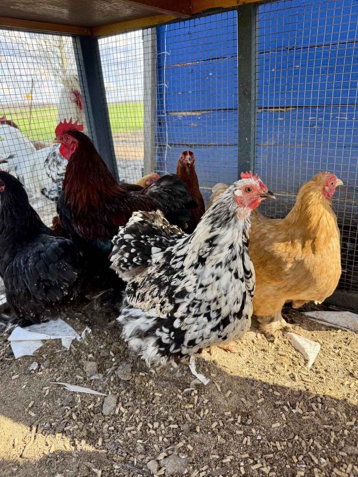 15+ Fertile Chicken Hatching Eggs
