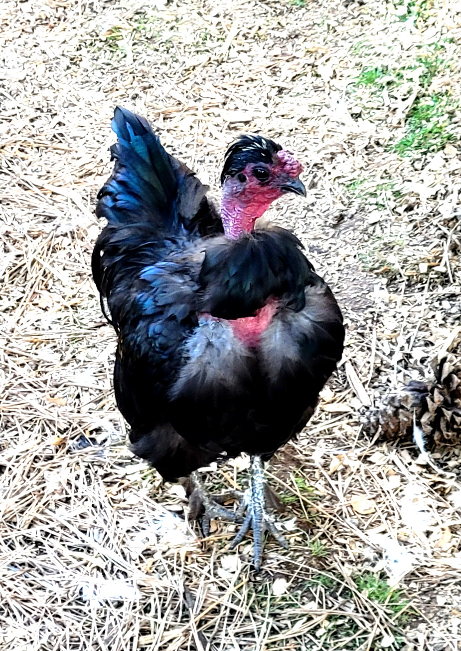 10+ BEAUTIFUL Silkie Hatching Eggs . Show Quality!