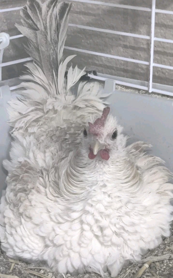 9+ Serama Hatching Eggs. Smooth and frizzle