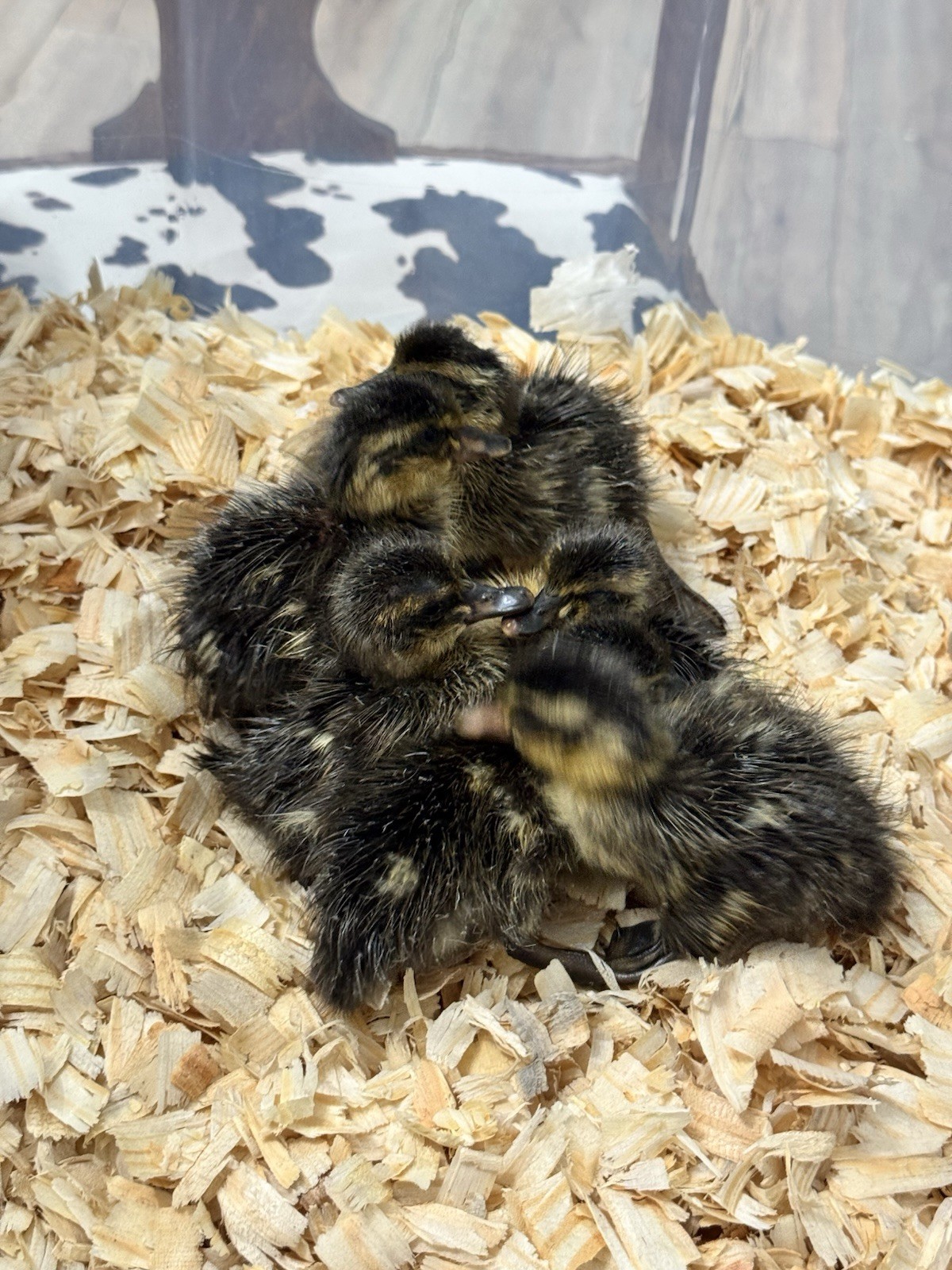 6++ Grey (Mallard) Indian Runner Duck Hatching Eggs