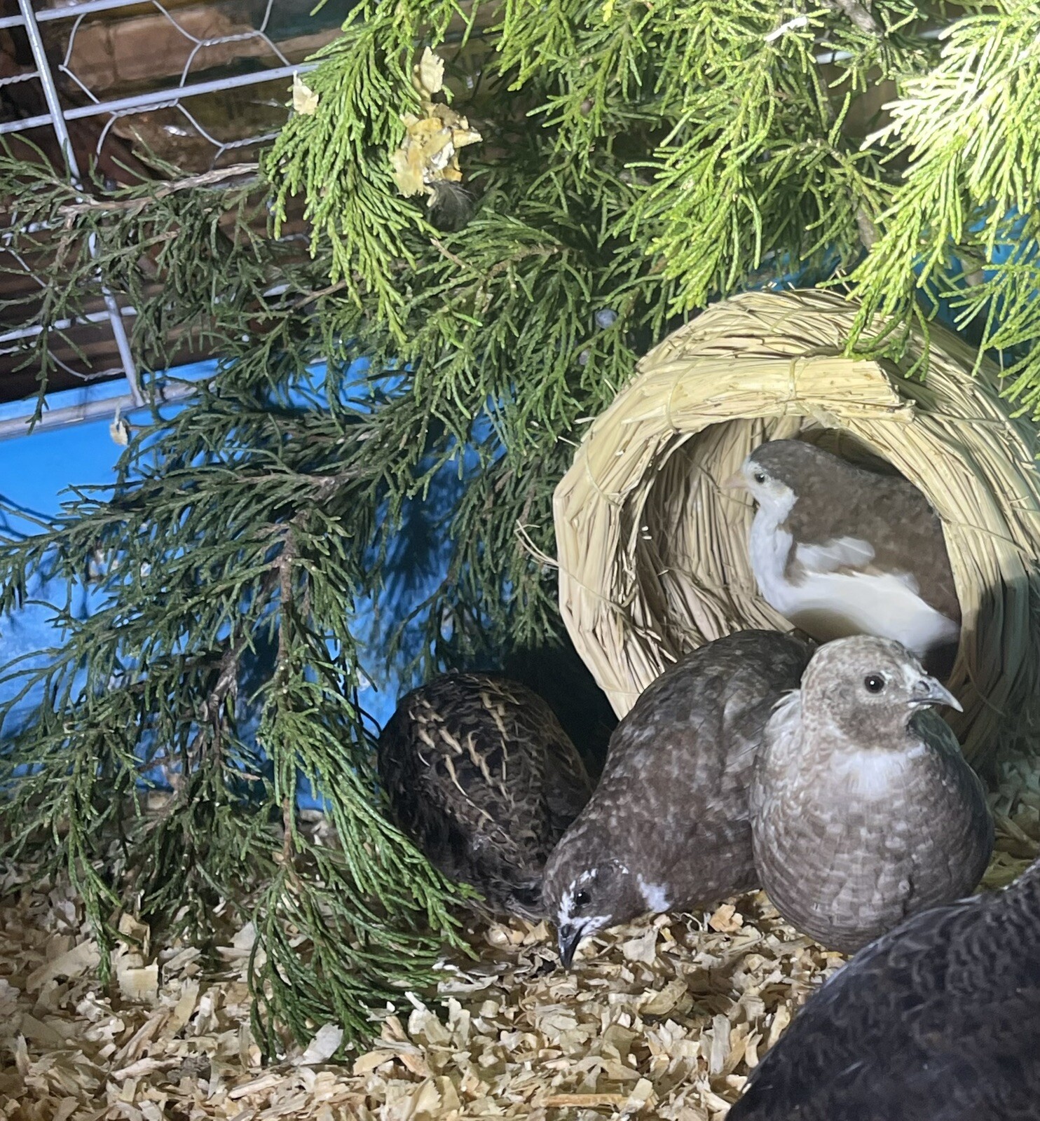 12 Exotic Rare Button Quail Hatching Eggs Colors