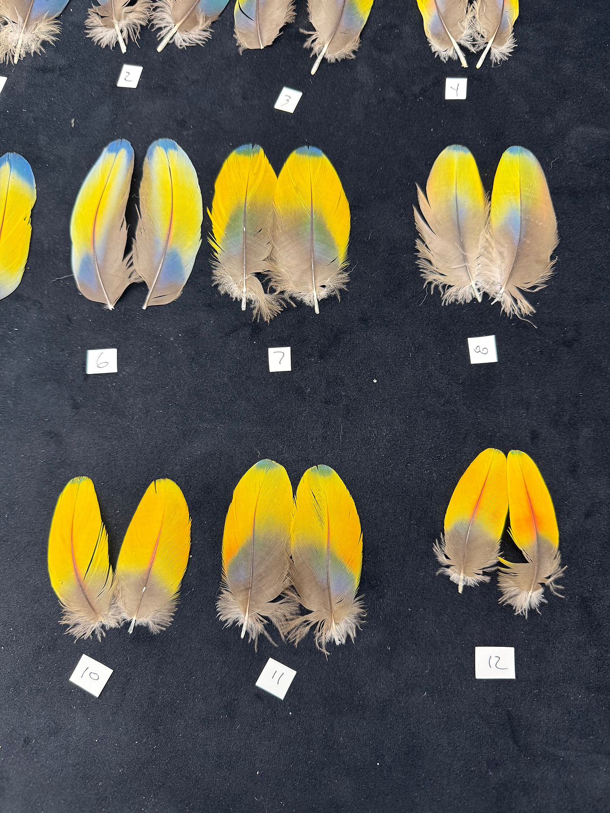 Matched parrot feathers for Salmon Flies