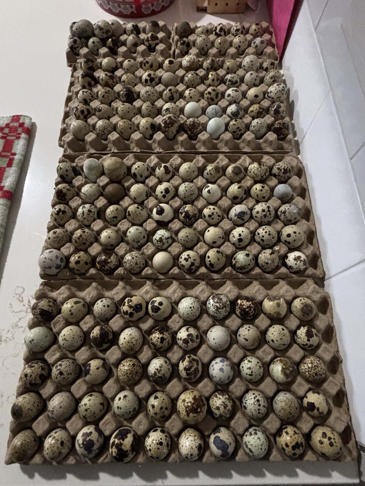 Fertile quail eggs🐣 from farm in texas🇺🇸