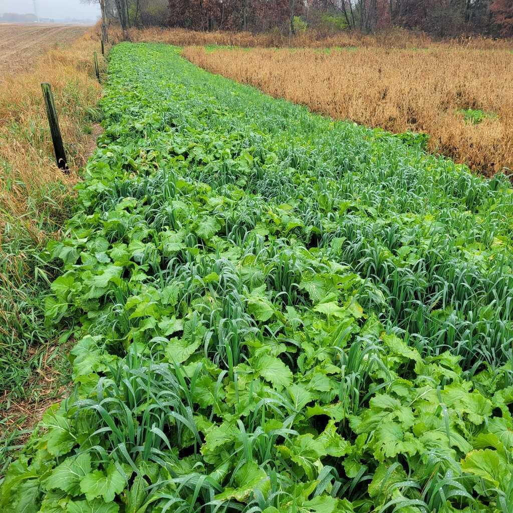 Food Plot Seed!! Fall Brassica, Clover, Buckwheat Mix Big Buck Blend