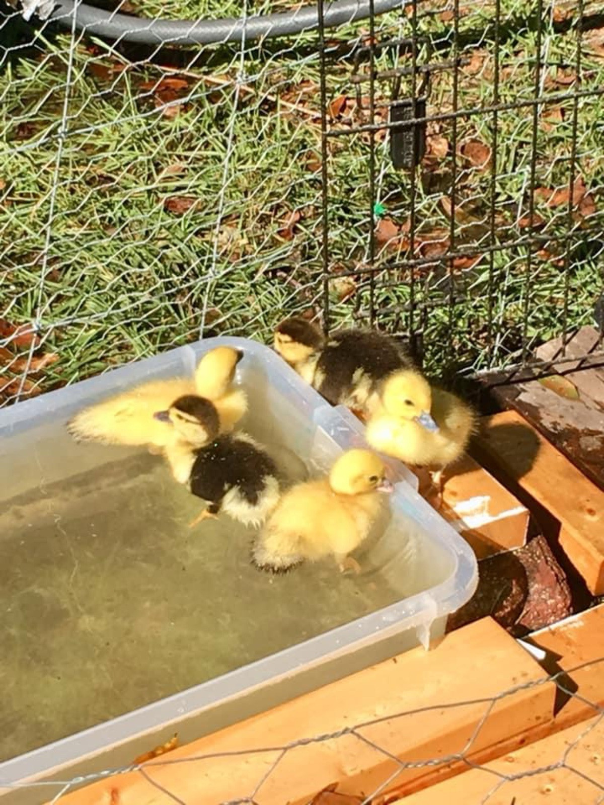 10++ Muscovy DUCK Hatching Eggs Rare Colors Pure breed Show quality