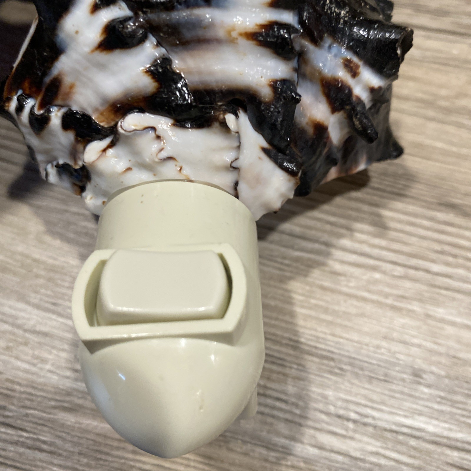 Seashell nightlight