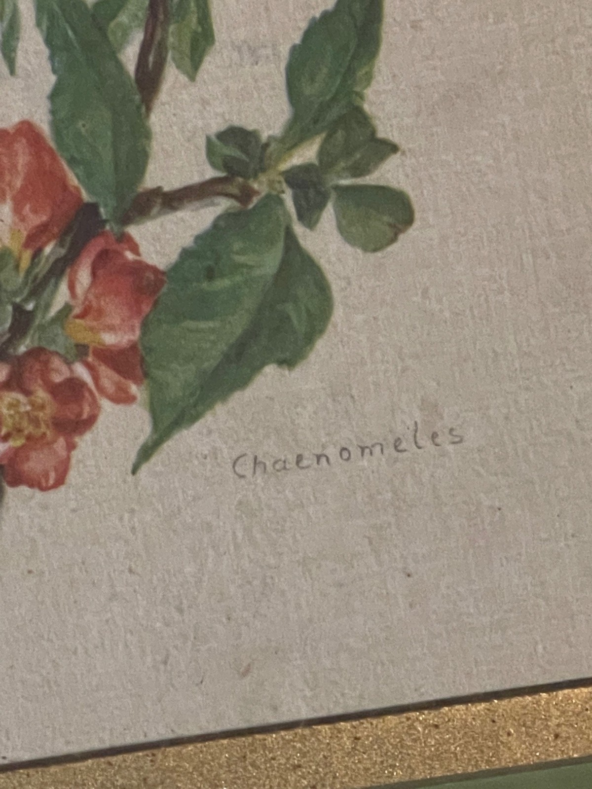 vintage wall art work gold green wood framed shabby chic Chaenomeles print READ