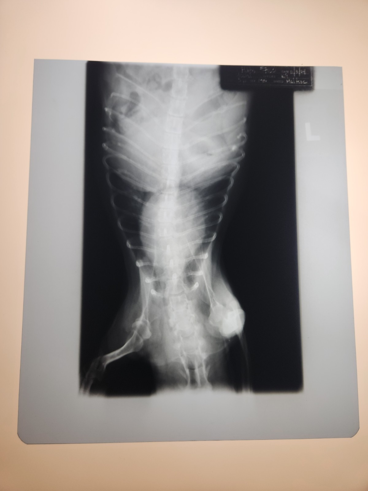 Animal X-Ray Film Negative Print - Canine Dog 9 7/8" x 11 1/2" XRay Medical B03