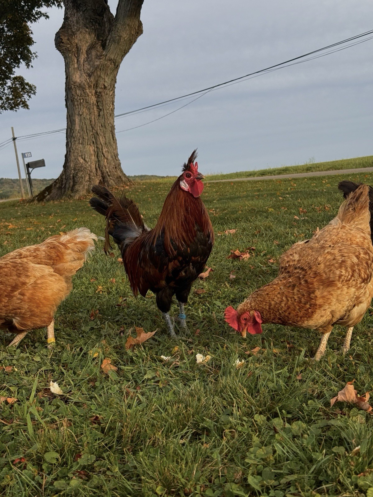 15+ Fertile Chicken Hatching Eggs