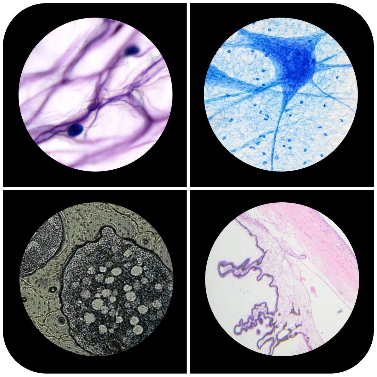Explore Nature with 48pcs Prepared Plastic Microscope Slides for Children