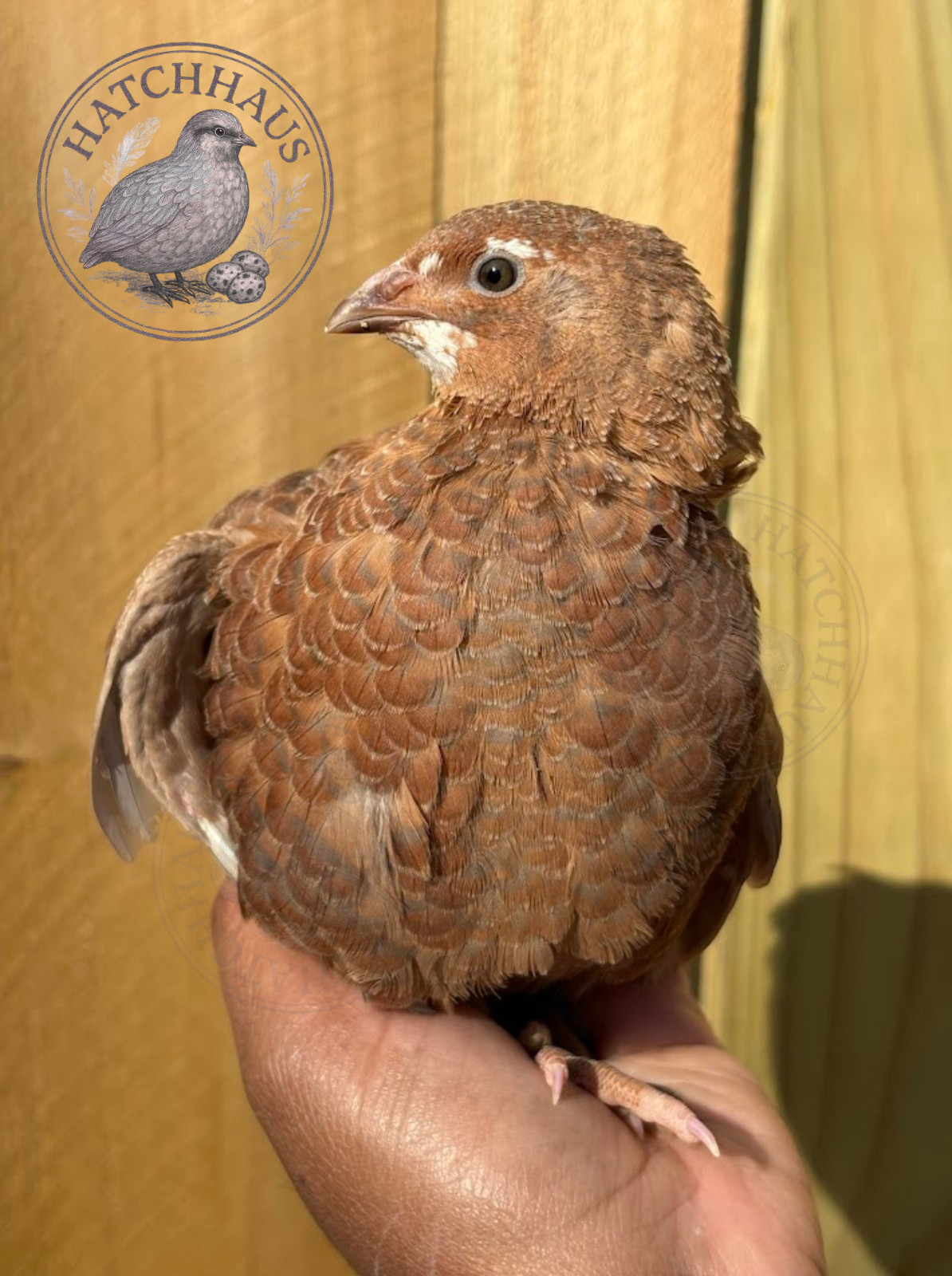 36 Assorted RARE COLORS Coturnix Quail Hatching Eggs - shipped in foam
