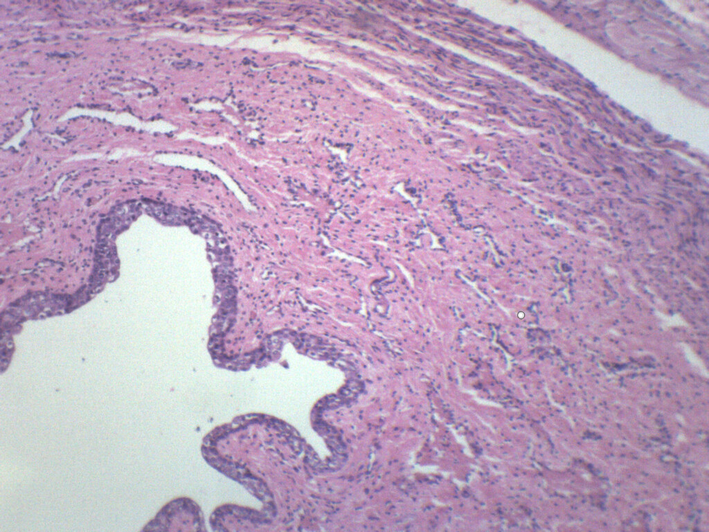 Female Urethra - Prepared Microscope Slide - 75x25mm - Eisco Labs