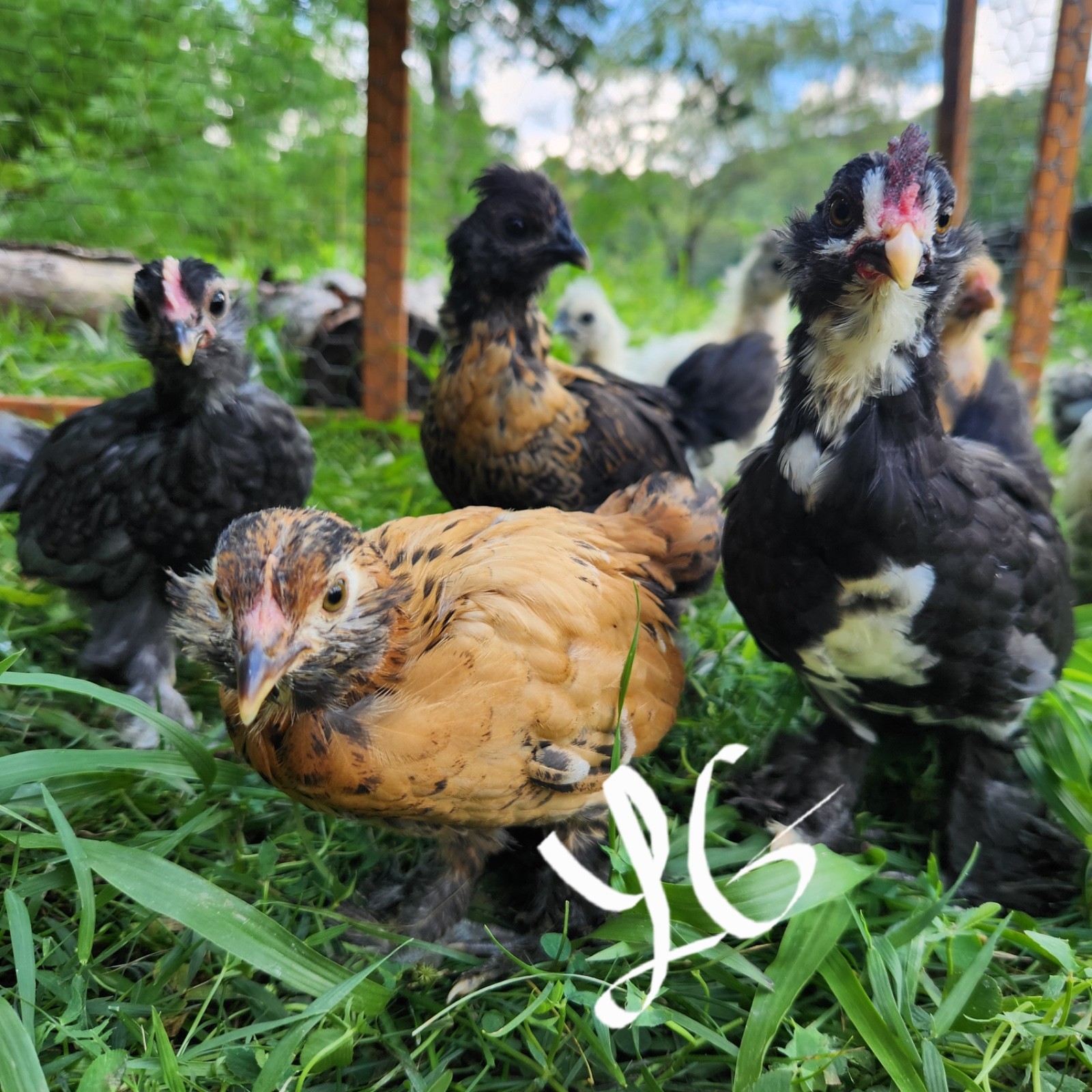10+ Fertile Hatching Eggs - BARNYARD MIX - Silkie Svart Hona Mille Fleur Chicken