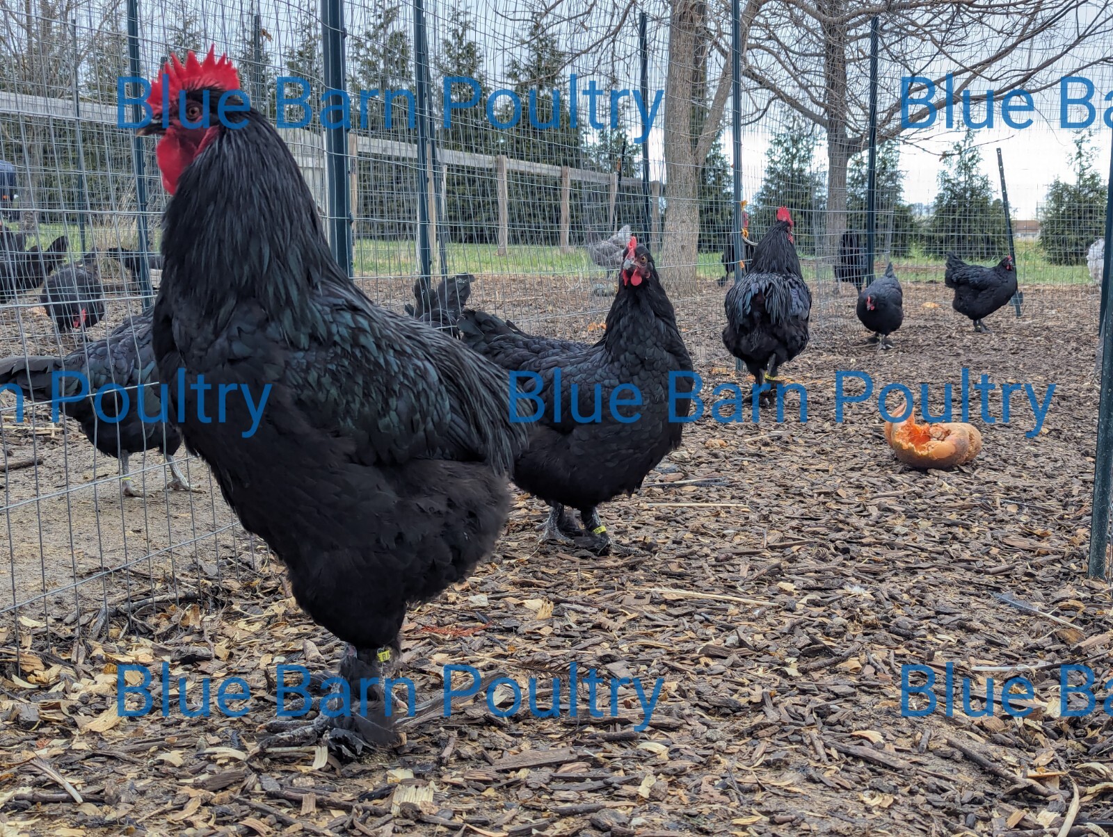 6 Solid Black Marans Chicken Hatching Eggs. Purebred. NPIP.