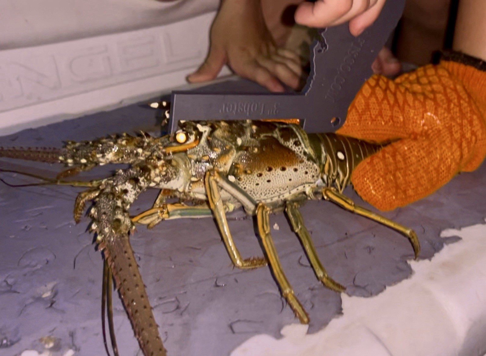 SOFLO Spiny Lobster Gauge