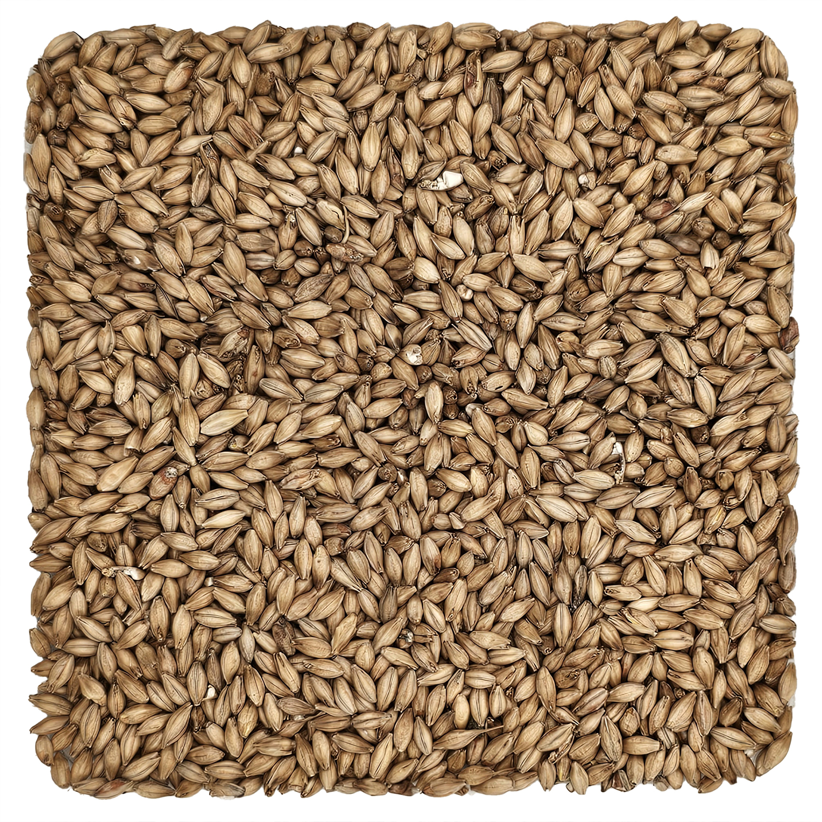 Home Brew Ohio Maris Otter Grain 5lb