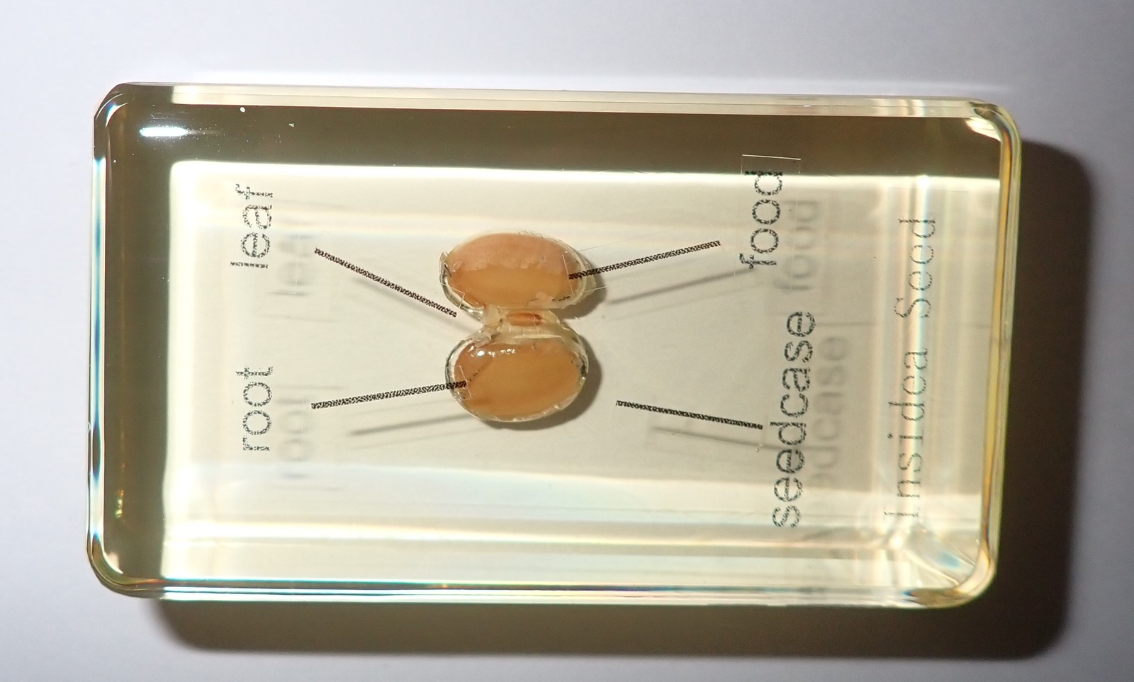 4 Labelled Parts Soy Bean Specimen Inside A Seed Set Amber Clear Learning Aid