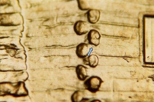 2009 D EC WDDR-017 Lincoln Cent Early Childhood Log Cabin Birthplace Doubled Die