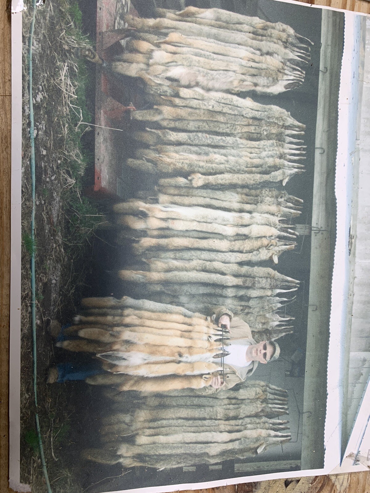 coyote snares, 72” Length 5 Dozen