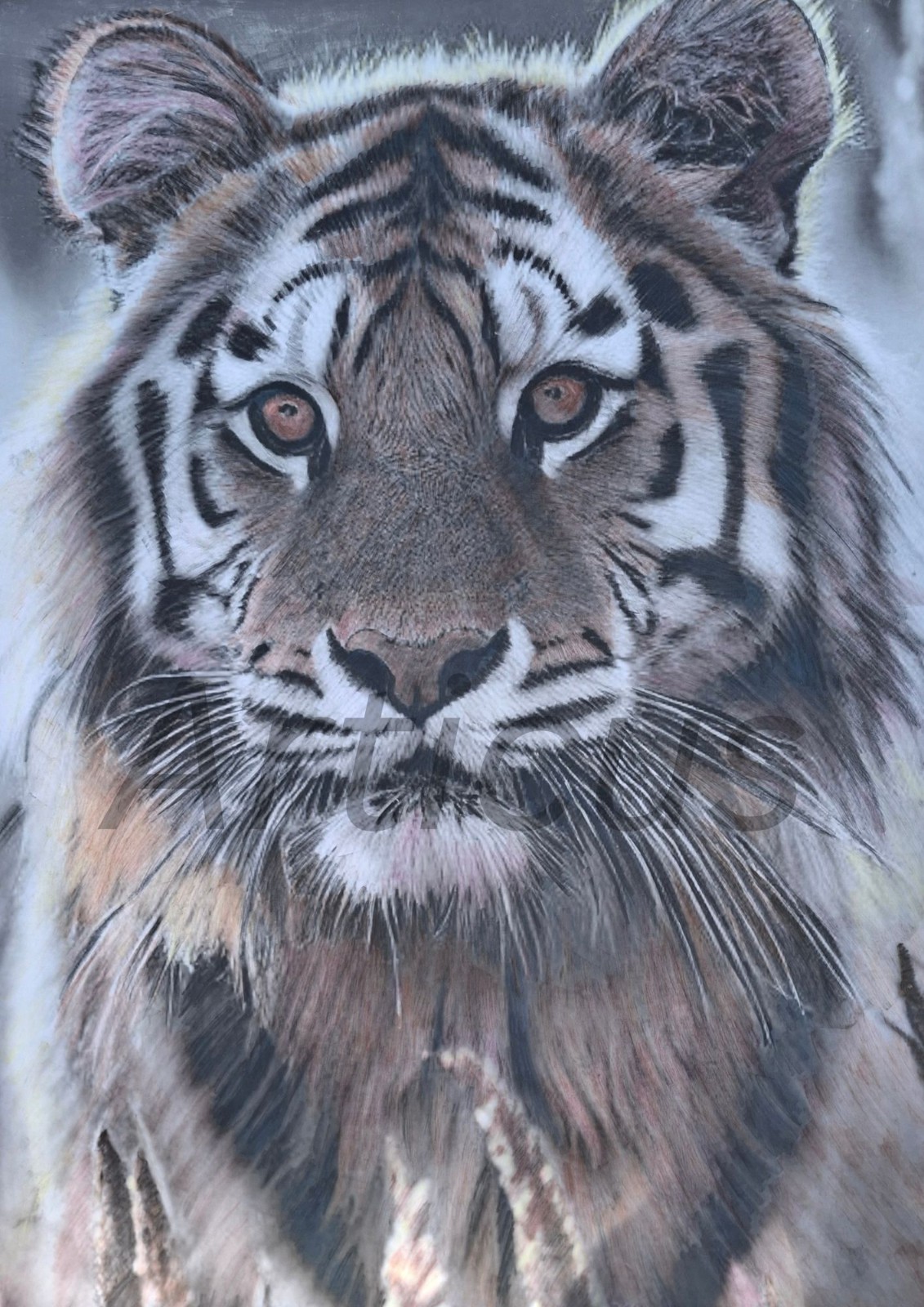 Tiger, (Print)