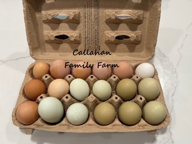 8++ Chicken Hatching Eggs ~Barnyard Mix~ Rainbow Egg Layers ~ Premium Breeds