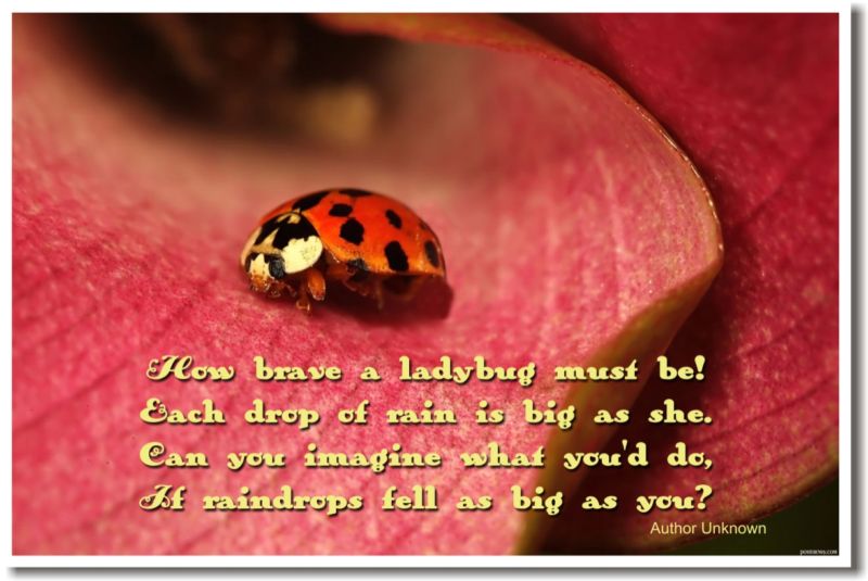 How Brave a Ladybug Must Be! -  NEW Classroom School Motivational POSTER
