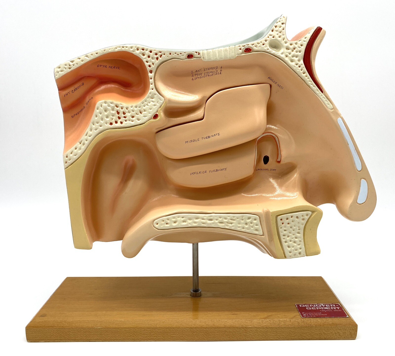 Vintage Denoyer Geppert Anatomical Human Sinuses Model 0950-00 On Pivoting Base