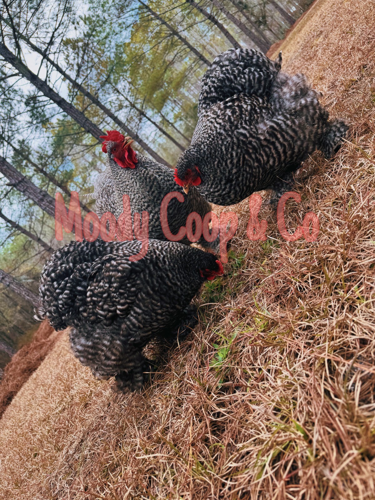 6+ Fertile Large Fowl Barred Cochin Hatching Eggs 🐣